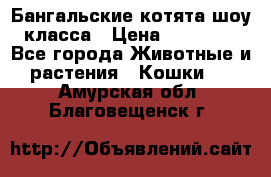 Бангальские котята шоу класса › Цена ­ 25 000 - Все города Животные и растения » Кошки   . Амурская обл.,Благовещенск г.